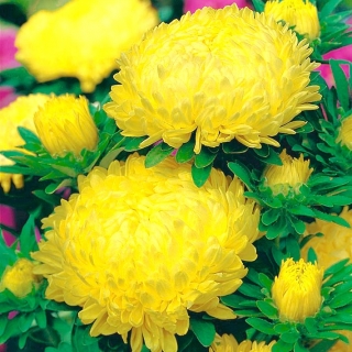 ดอกโบตั๋นดอกสีเหลือง - 500 เมล็ด - Callistephus chinensis