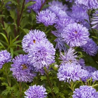 Blue needle petal china aster, Annual aster - 500 seeds