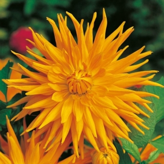 Dahlia cactus - oranje