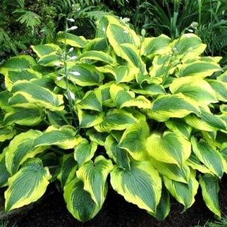Hosta, Plantain Lily ความพึงพอใจ - bulb / tuber / root