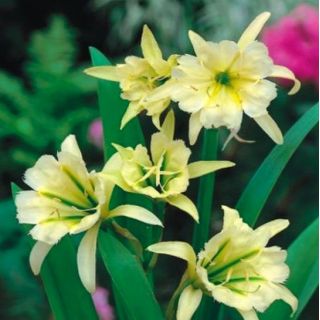 Ismene, Peruvian Daffodil Sulphur Queen