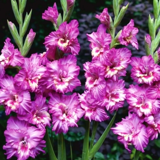 Гладиолус Танго - 5 сијалица - Gladiolus