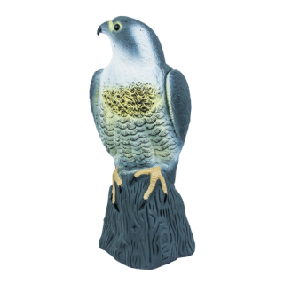 Burung luka burung - Falcon - 