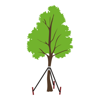 Σταθεροποιητής δέντρων τριών σημείων - βοηθά το δέντρο να αναπτυχθεί σε όρθια θέση - 