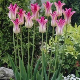 Tulipa Florosa  - 郁金香Florosa  -  5个洋葱