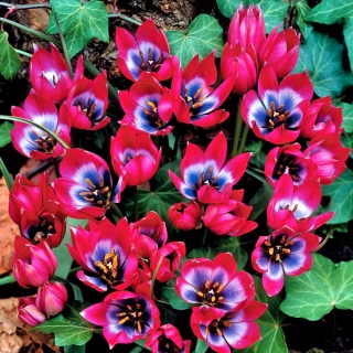 Tulipaner Little Beauty - pakke med 5 stk - Tulipa Little Beauty