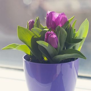 Tulpės Baby Blue - pakuotėje yra 5 vnt - Tulipa Baby Blue