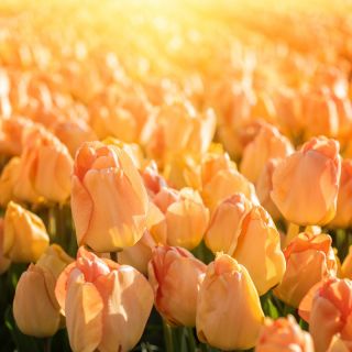 Giấc mơ hoa tulip - Giấc mơ hoa tulip - 5 củ - Tulipa Daydream