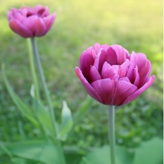 Dvojlôžková Tulipa Negrita - Tulip Negrita Double - 5 kvetinové cibule - Tulipa Negrita Double