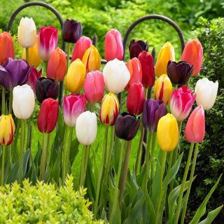 Tulip – colour selection – large pack! – 50 pcs