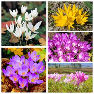 Autumn flowers – XL set – 5 varieties