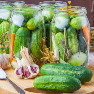 Cucumber "Sremski" - no. 1 bestselling hit in Poland - COATED SEEDS - 50 seeds