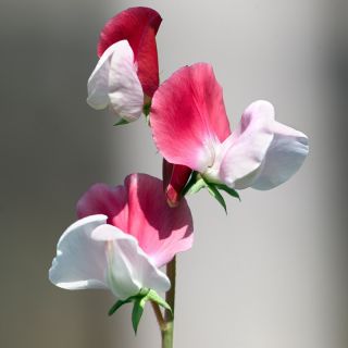 Sladký hrášek "Pink Cupid" - 36 semen - Lathyrus odoratus - semena