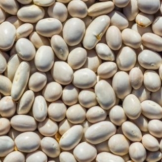 Frijol "Westa" - blanco, variedad de semilla seca - Phaseolus coccineus - semillas