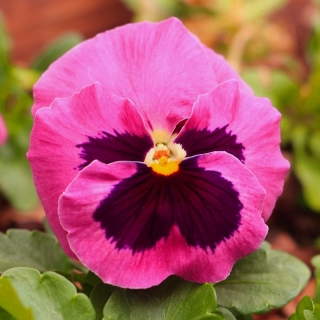 Крупноцветковая садочка "Laura Swiss" - рожева з крапкою - 320 насінин - Viola x wittrockiana  - насіння