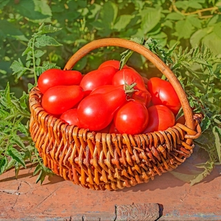 Tomato ladang "Denar" - tegas, buah berbentuk pir - Lycopersicon esculentum Mill  - benih