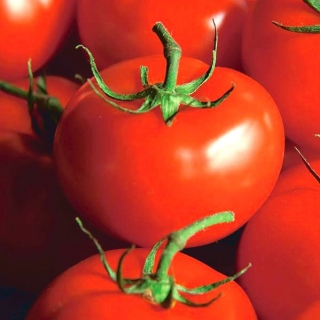 Tomato "Ondraszek" - pelbagai bidang untuk mengekalkan dan menggunakan langsung - Lycopersicon esculentum Mill  - benih