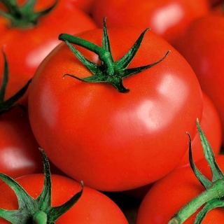 Tomat - Płomień - Lycopersicon esculentum - seemned