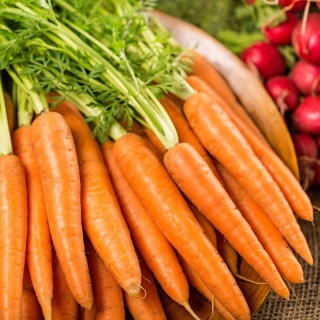 गाजर "अरलेट" - रस के लिए आदर्श उत्पादक किस्म - 4250 बीज - 