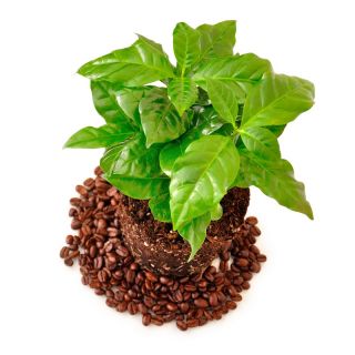 קפה ערבי - 6 זרעים - Coffea arabica
