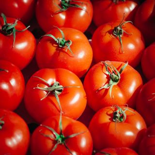 Tomato "Bruno F1" - nicely coloured, Baron-type variety for greenhouse cultivation