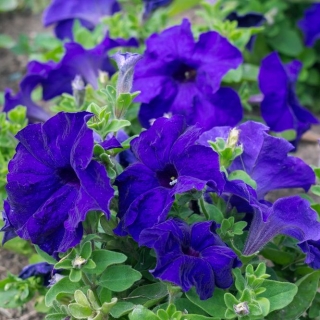 พิทูเนียสีฟ้า "แคสเคด" "Superkaskadia" - 12 เมล็ด - Petunia x hybrida pendula