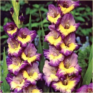 Гладиолус Динамите - 5 сијалица - Gladiolus