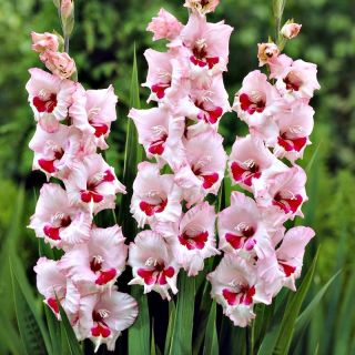 Гладиолус Вине & Росес - 5 жаруља - Gladiolus