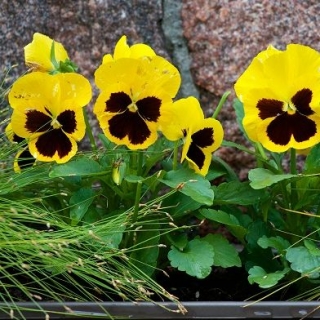 Pensée des Jardins - Viola x wittrockiana - Schweizer Riesen -  jaune - Viola x wittrockiana Schweizer Riesen - graines