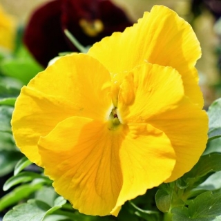 Amor-perfeito - Schweizer Riesen - amarelo - Viola x wittrockiana Schweizer Riesen - sementes
