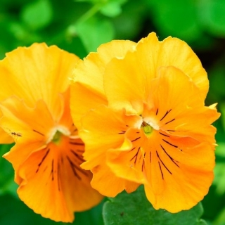 Viola wittrockiana - Schweizer Riesen - arancione - Viola x wittrockiana Schweizer Riesen - semi