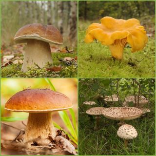 Soppesett av eik og bøk + parasoll sopp - 4 arter - mycelium, gyte - 