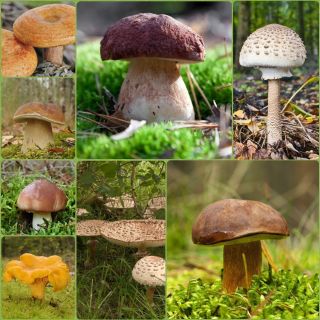 Set de champignons conifères + champignon parasol - 7 espèces - mycélium, frai - 
