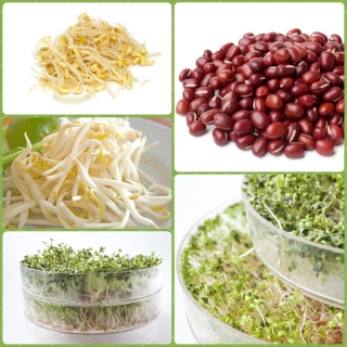 Filizlenen tohumlar - Asya mutfağı - 3 parçalı set + bir tepsili sprouter - 
