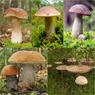 Set gljiva breza + suncobran gljiva - 5 vrsta - micelij, mrijest - 