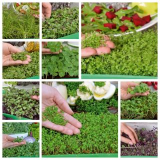 Microgreens - Diablo - mezcla sabrosa - juego de 10 piezas con un recipiente en crecimiento -  - semillas
