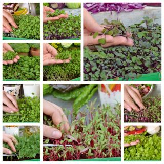 Microgreens - Heaven - мек микс - комплект от 10 части с растящ контейнер -  - семена