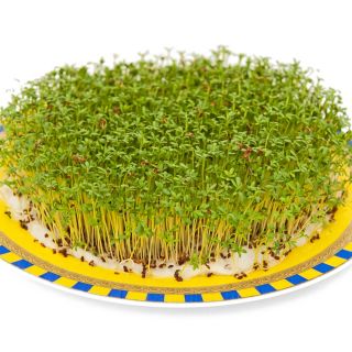 Sprouting frø - XL sett - 8 stk + sprouter med 3 skuffer - 