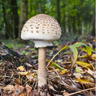 Conifeerboompaddestoelenset + parasolpaddestoel - 7 soorten - mycelium, broed - 