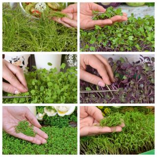 Microgreens - Пролетна закуска - идеална за закуска - комплект от 6 части с растящ контейнер -  - семена