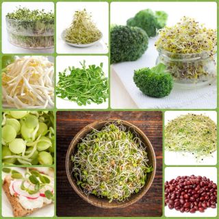 Sprouting seeds - Vitamin-B-rich sprouts - 9-piece set + sprouter with 3 trays