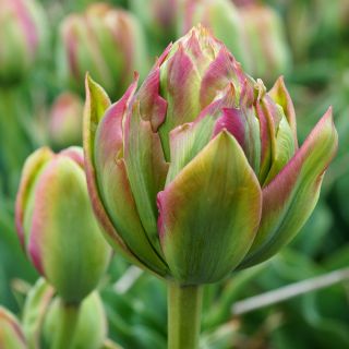 튤립 보아 비스타 - 5 개 - Tulipa Boa Vista