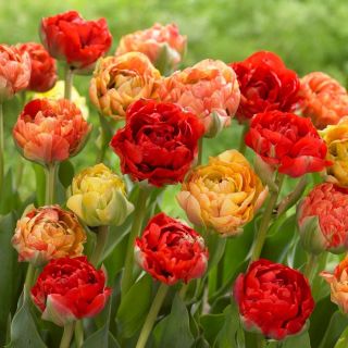 Hoa tulip đôi Gudoshnik - 5 chiếc - Tulipa Double Gudoshnik