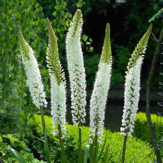 Foxtail lily - Yêu thích làm đẹp trắng; Eremurus himalaicus