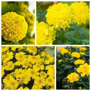 Marigolds - geltonas grožio rinkinys - 4 veislių sėklos - 