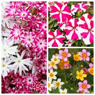 Star Boulevard - seeds of 3 flowering plants' species