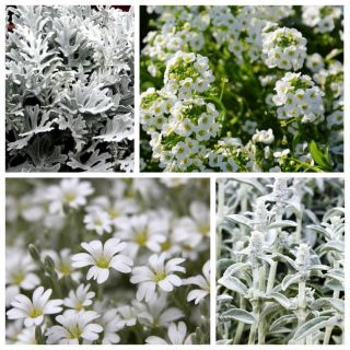 Arctic Breeze - seeds of 4 flowering plants' varieties