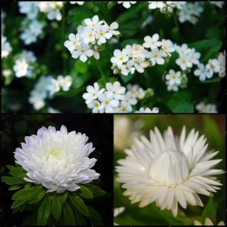 Bianco - frön av 3 blommande växter arter - 