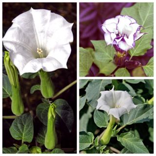 Devil's trumpet - seeds of 3 varieties