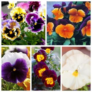 花园三色紫罗兰 -  5种花园三色堇品种的种子 -  - 種子